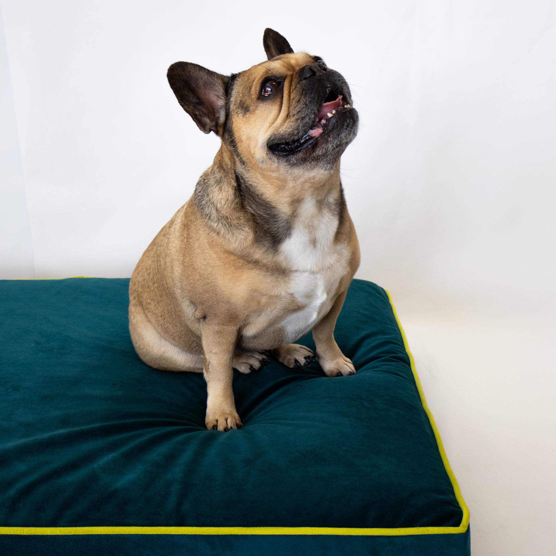 The Bruno Bed