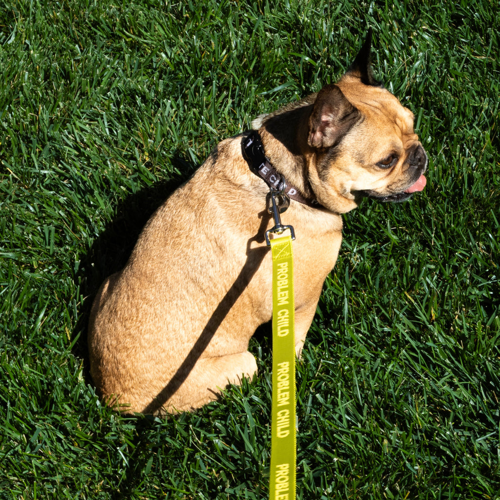 Problem Child - Dog Leash