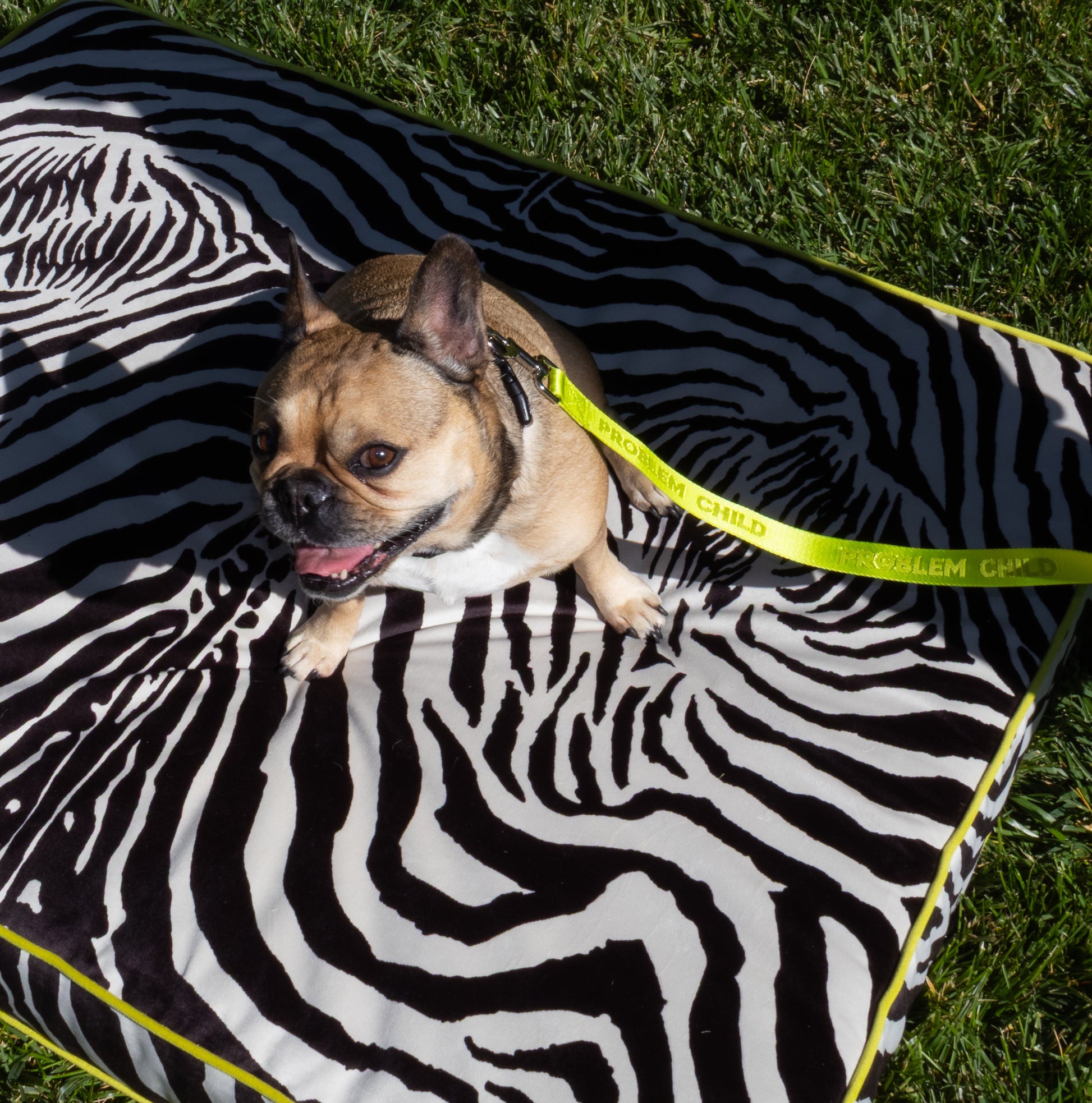 Problem Child - Dog Leash